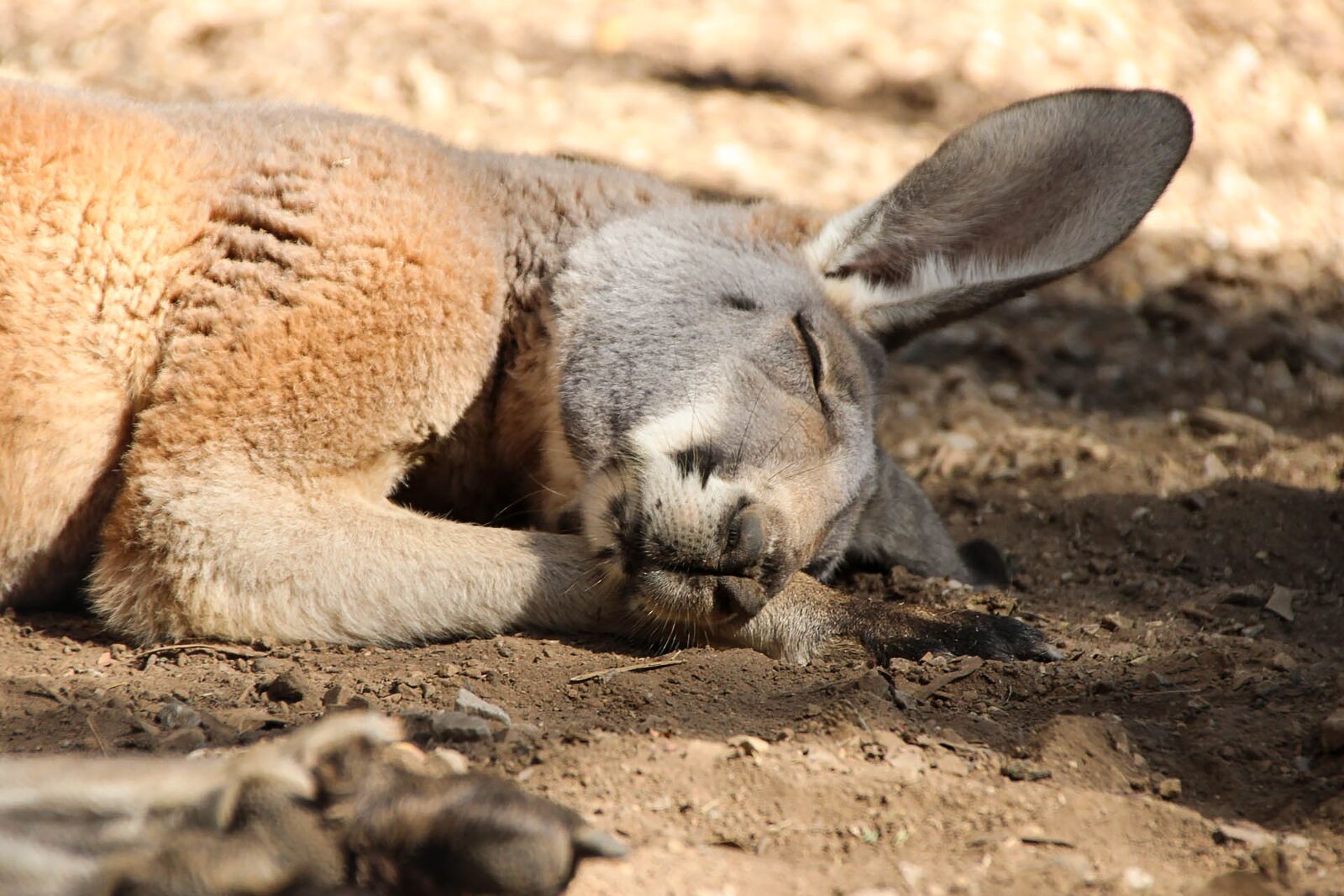 Canon EOS 600D (Rebel EOS T3i / EOS Kiss X5) sample photo. Kangaroo, red kangaroo, australia photography