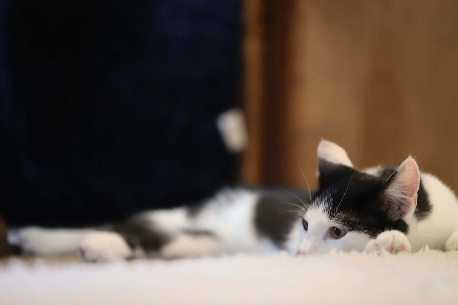 Canon EF 100mm F2.8L Macro IS USM sample photo. Cat, animal, pet photography