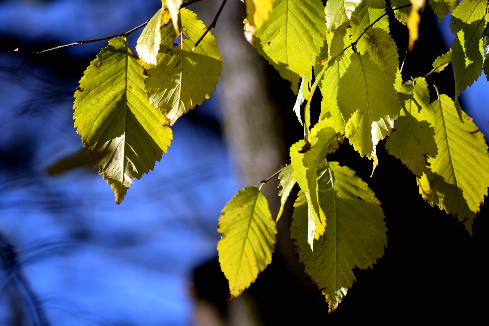 Nikon D3300 sample photo. Foliage, autumn, nature photography