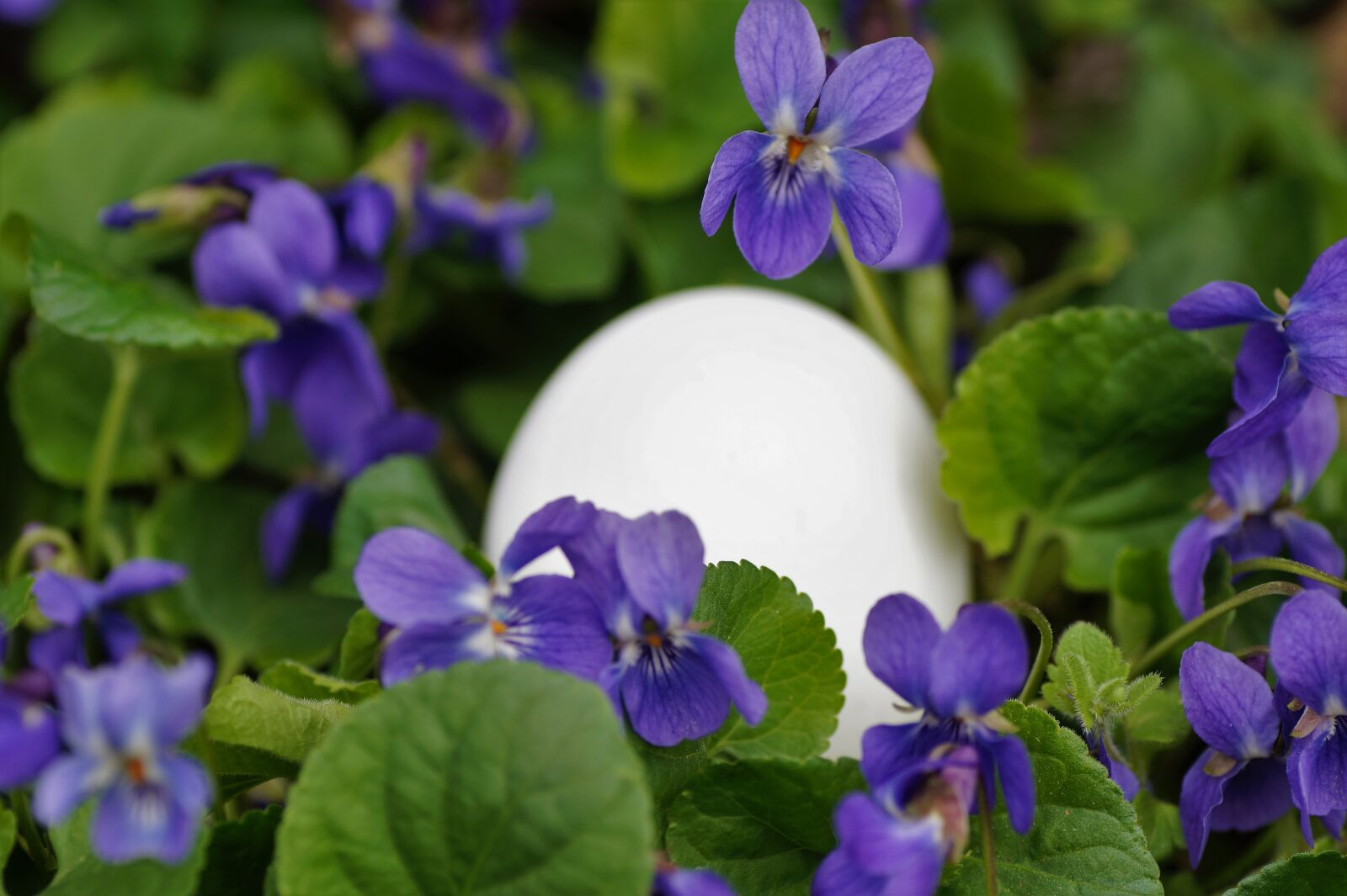 Sony SLT-A58 sample photo. Violets, eggs, white photography