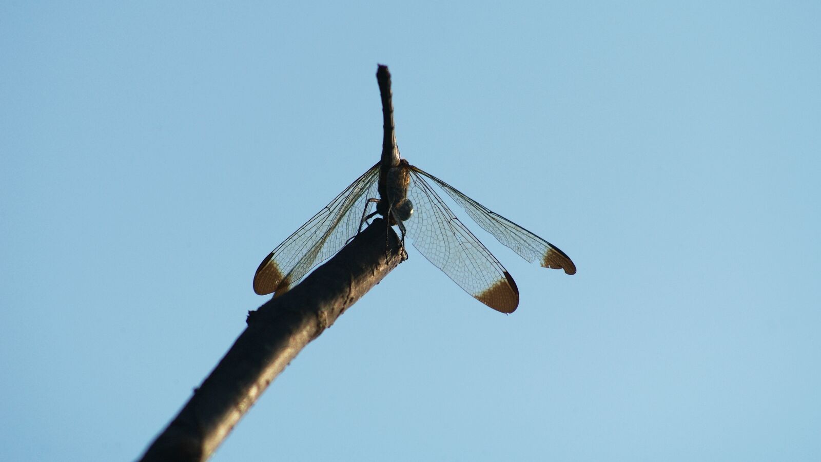 Fujifilm FinePix S3 Pro sample photo. Dragonfly, red dragonfly, autumn photography