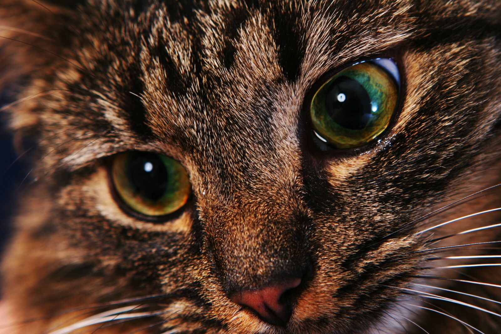 Canon EOS 20D sample photo. Cat, animal, pet photography