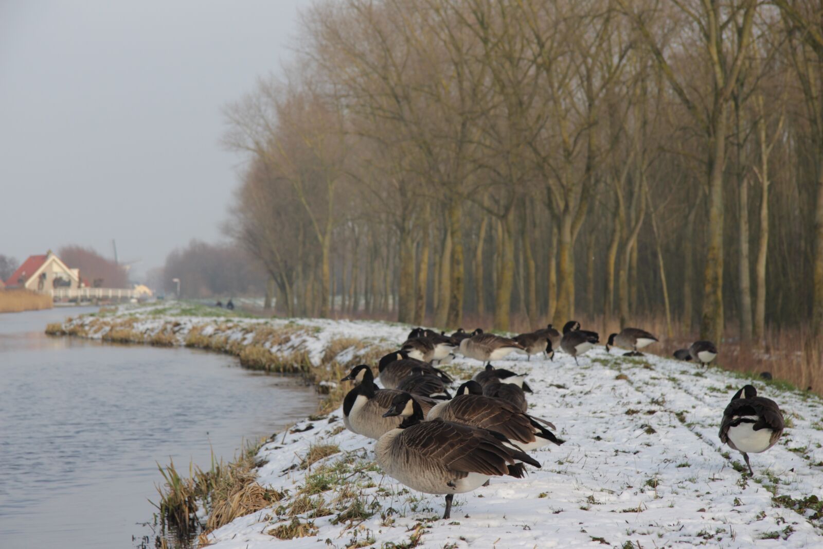 Canon EF-S 17-85mm F4-5.6 IS USM sample photo. Winter, delft, wood photography