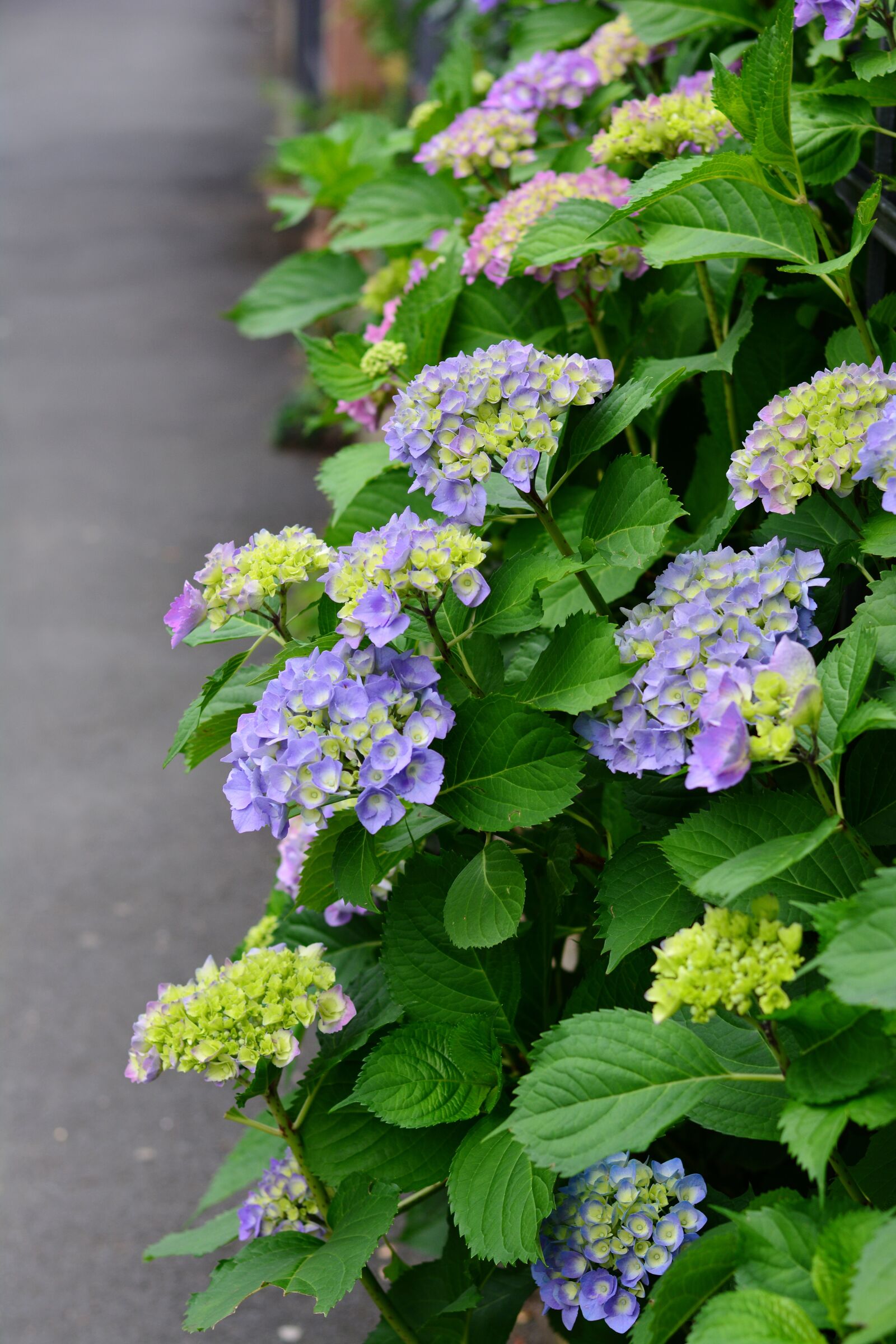 Nikon D5200 sample photo. Hydrangea, flowers, garden photography