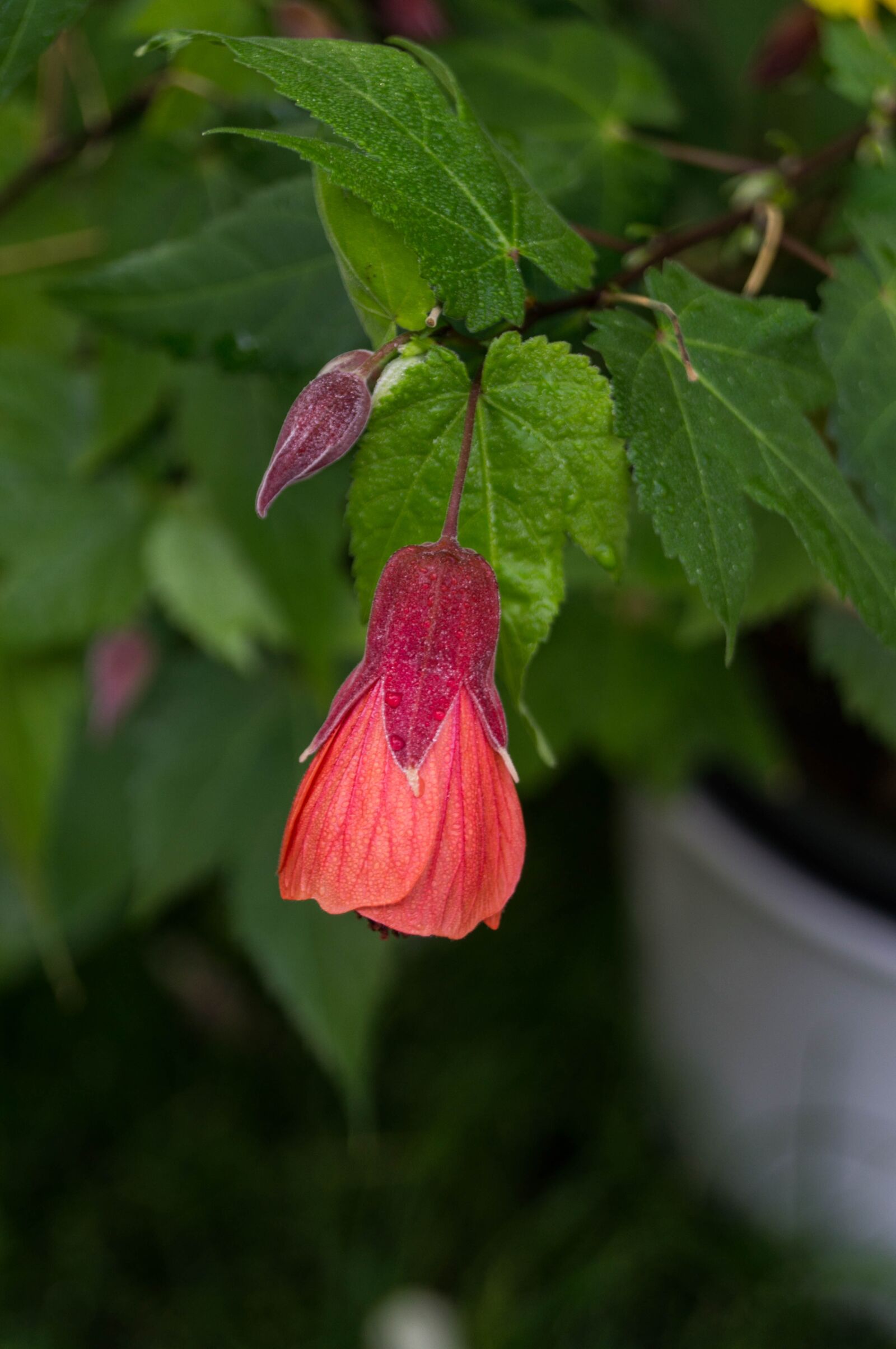 Sony SLT-A37 sample photo. Garden, flower, close up photography