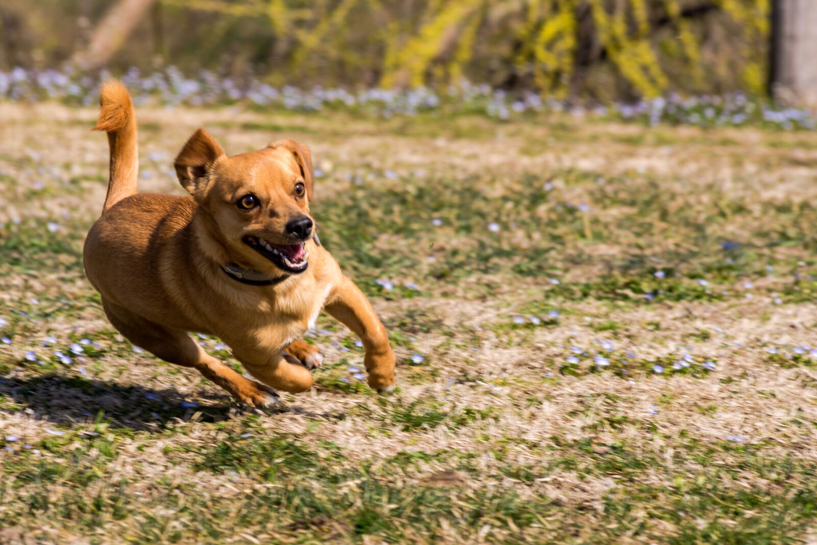 Nikon D7200 sample photo. Dog, friend, friendship photography