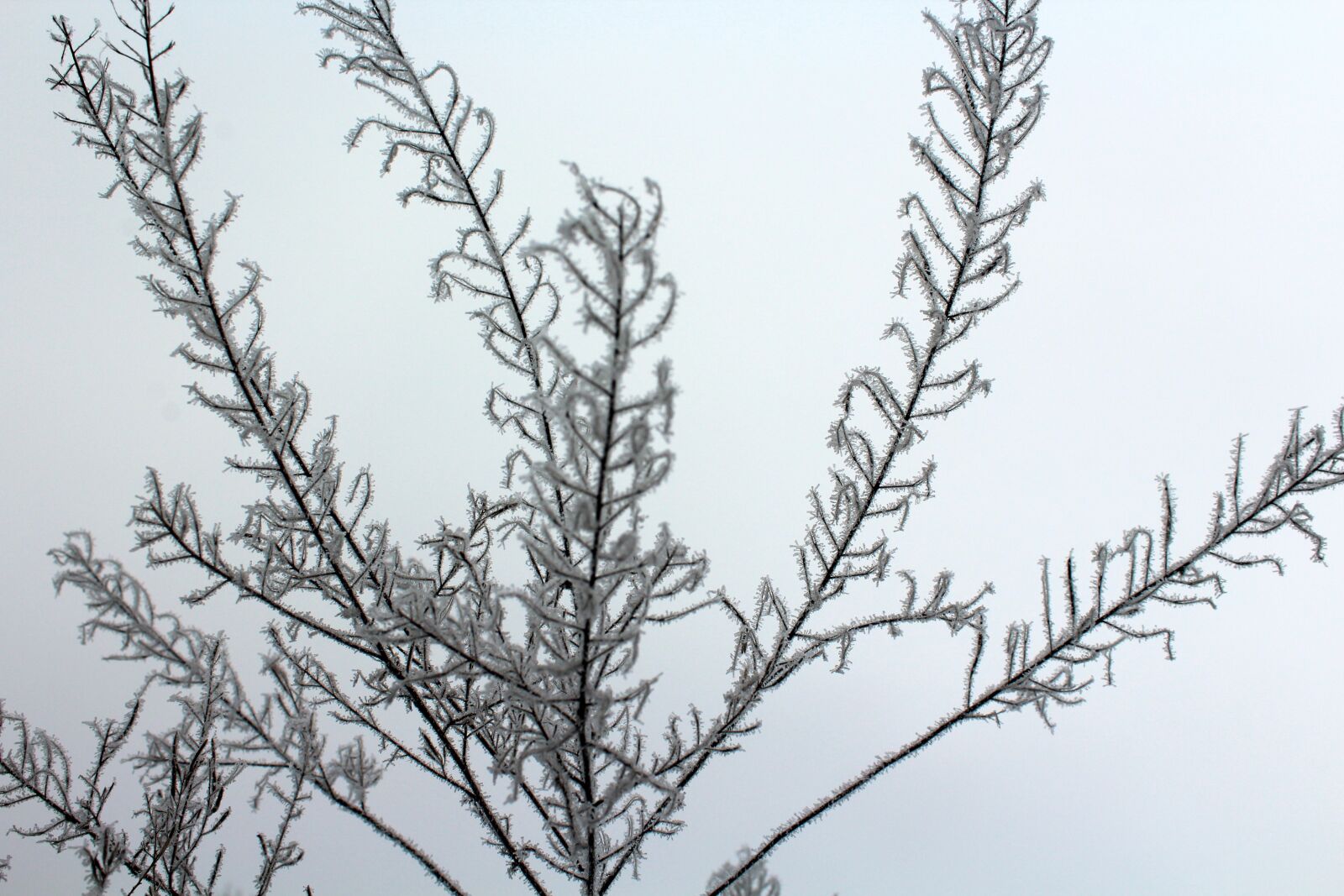 Canon EOS 1200D (EOS Rebel T5 / EOS Kiss X70 / EOS Hi) sample photo. February, frost, nature photography
