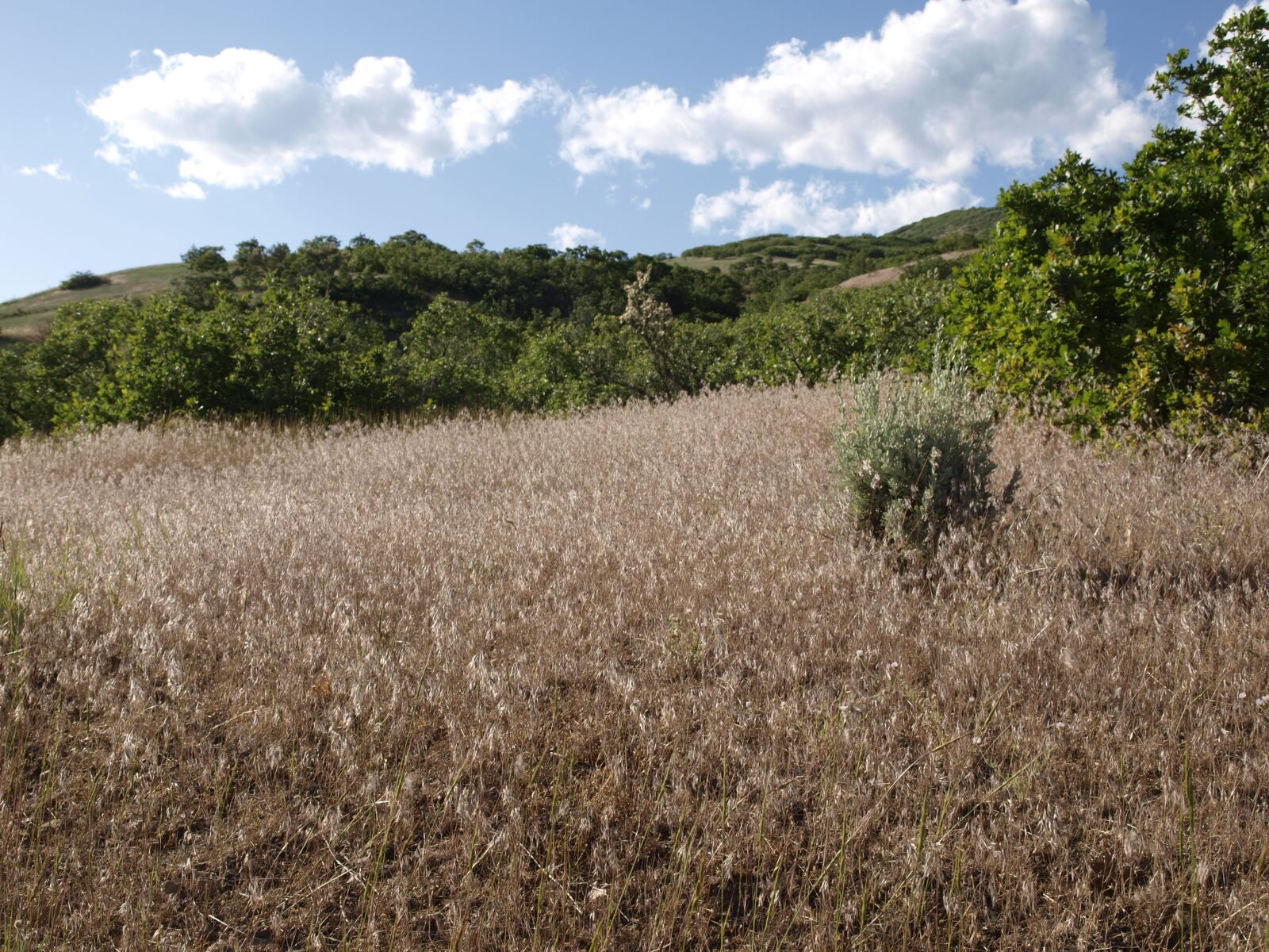 Olympus E-520 (EVOLT E-520) sample photo. Grass, field, landscape photography