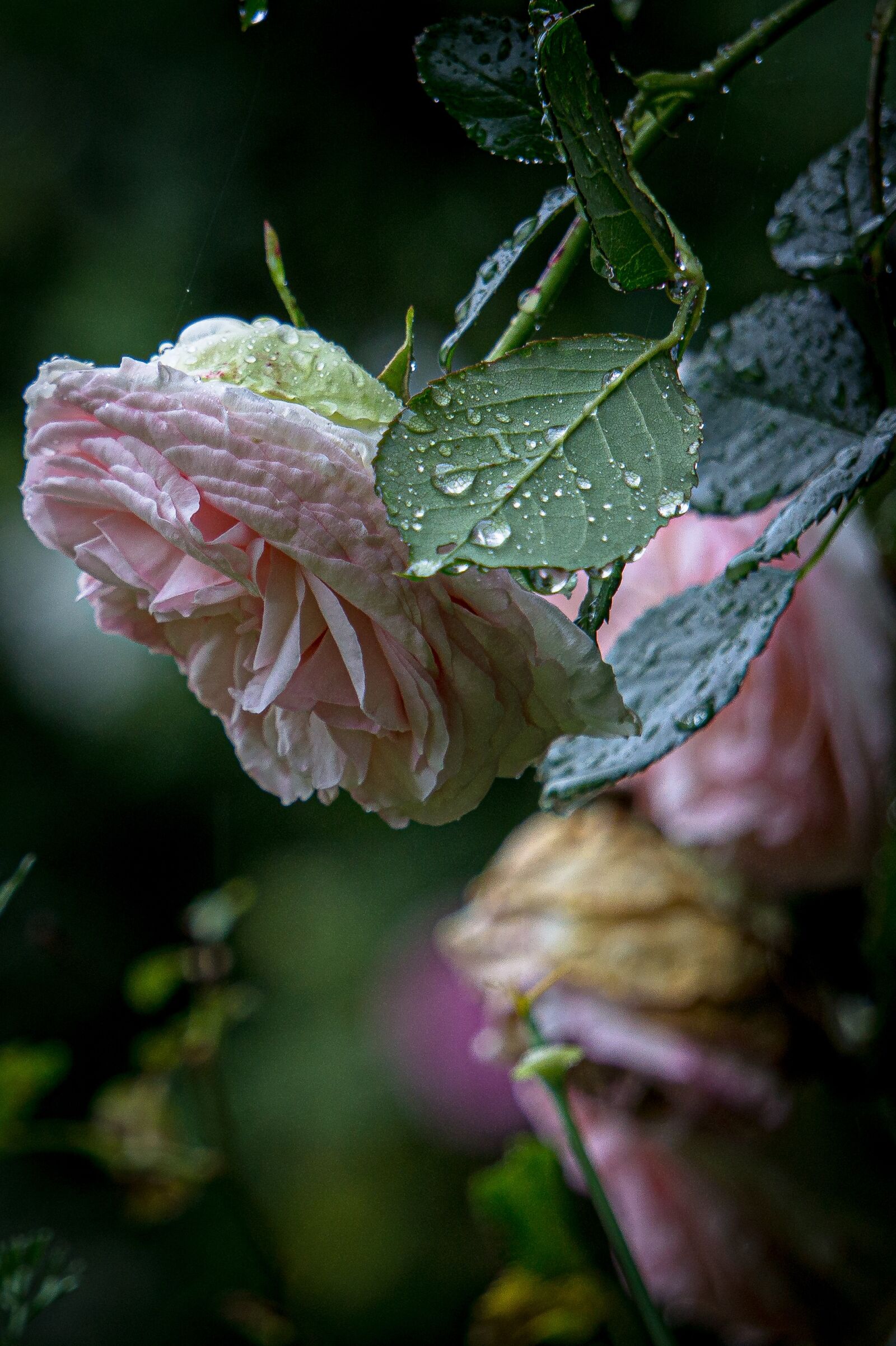 Sony Alpha NEX-3 + Sony E 55-210mm F4.5-6.3 OSS sample photo. Pink, roses, rain photography