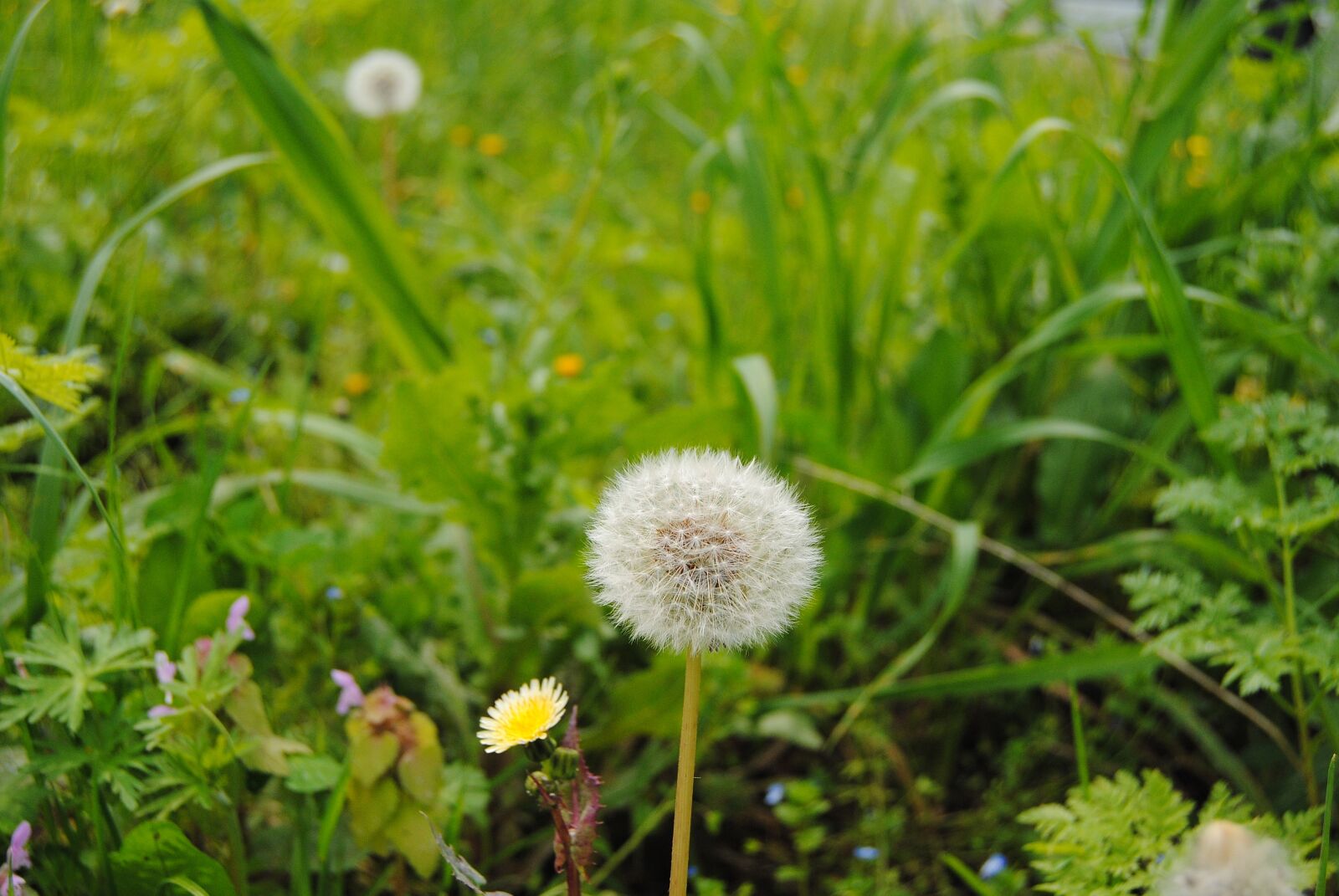 Nikon D3000 sample photo. Green, flower, spring photography