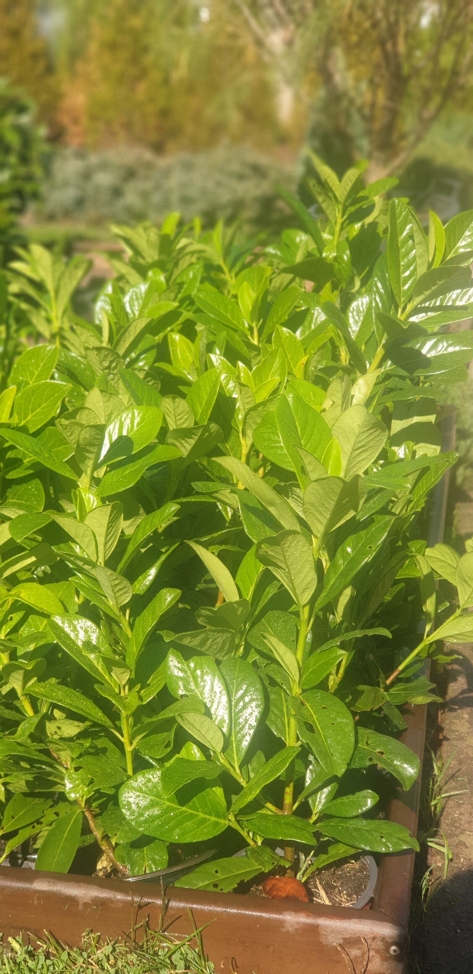Samsung Galaxy S9+ sample photo. Prunus, evergreen, plant photography