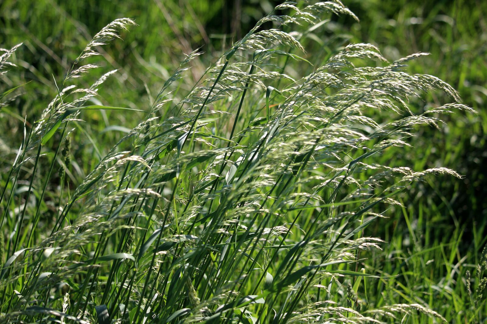 Canon EOS 700D (EOS Rebel T5i / EOS Kiss X7i) sample photo. Grasses, sun, lichtspiel photography