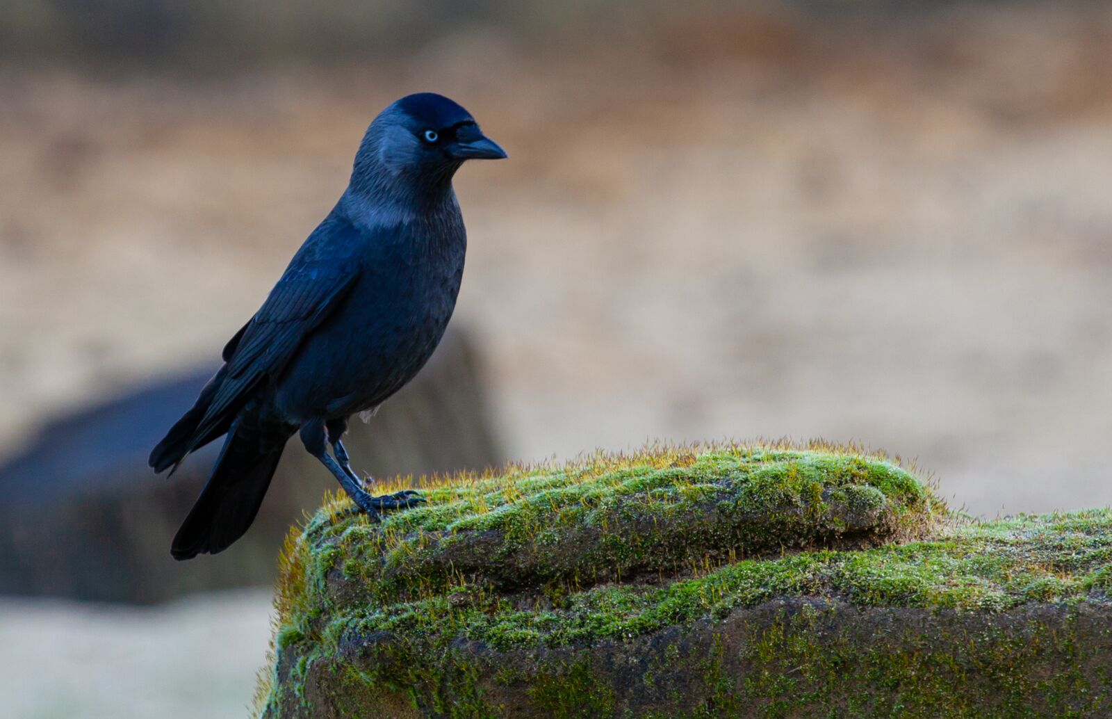 Canon EOS 5D Mark II + Canon EF 70-200mm F4L USM sample photo. Jackdaw, black bird, perched photography