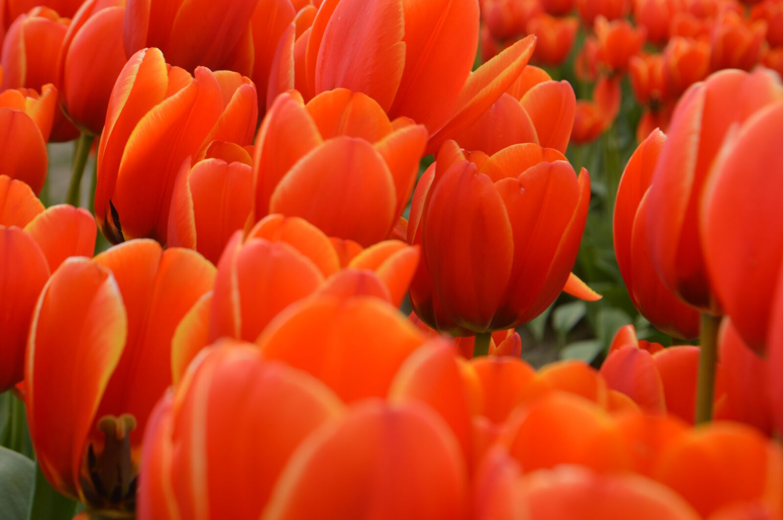 Nikon D3200 sample photo. Tulips, flower of tulip photography