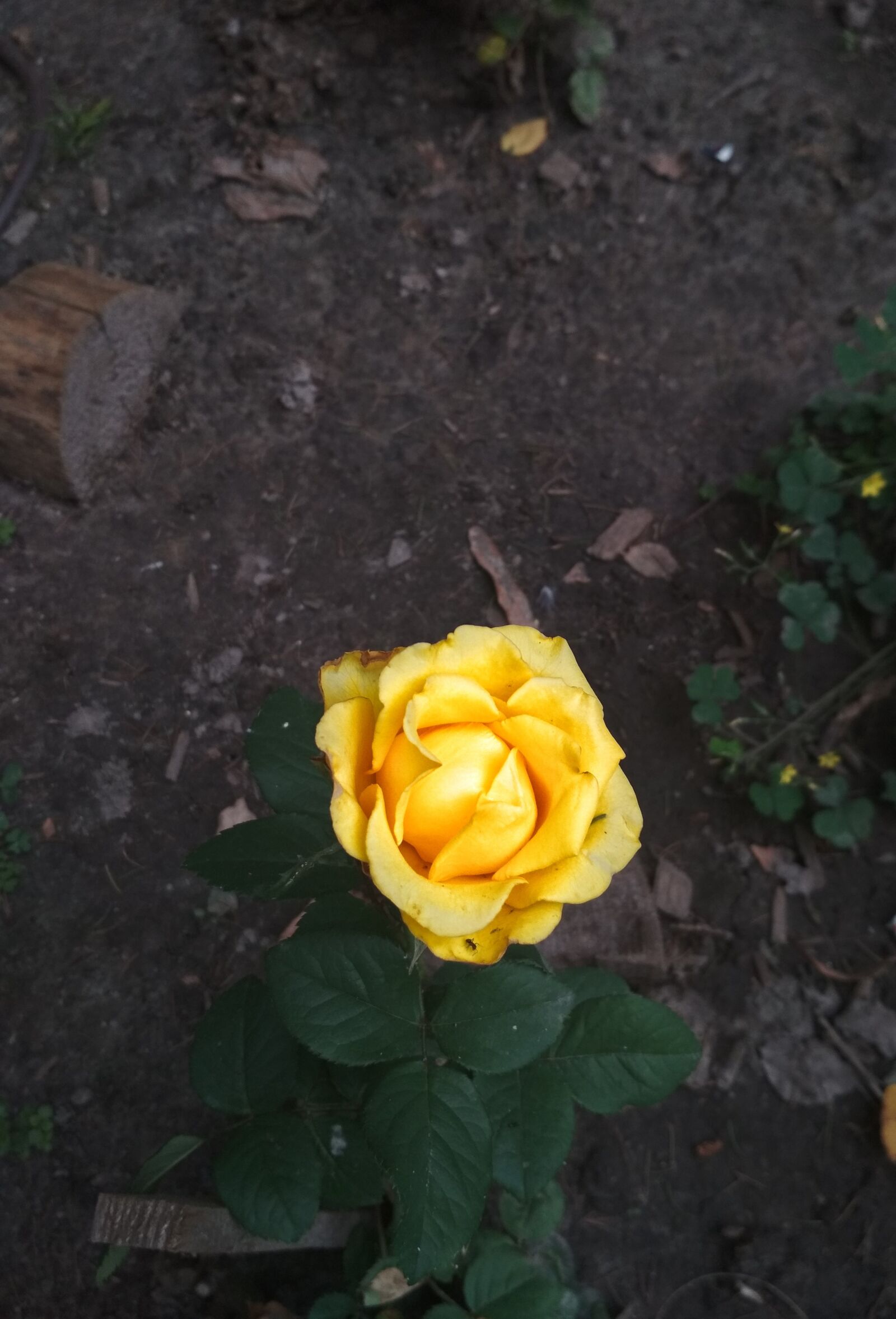Xiaomi Redmi 4X sample photo. Rose, yellow, flower photography