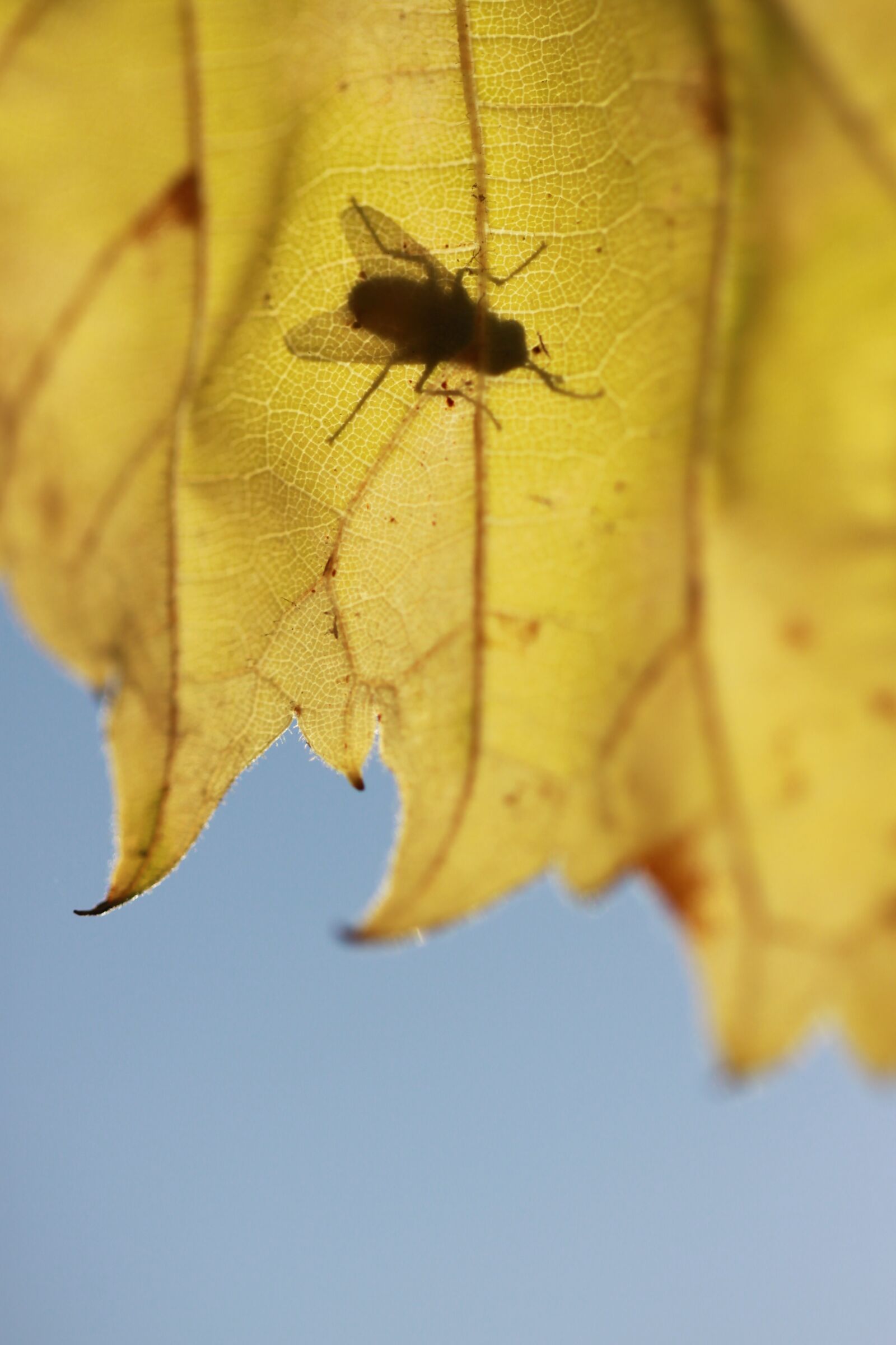Canon EOS 50D + Canon EF 100mm F2.8L Macro IS USM sample photo. Leaves, fly, nature photography