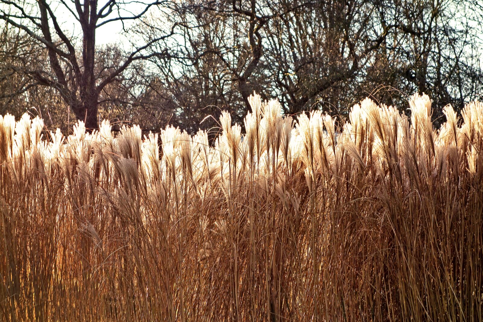 Sony Cyber-shot DSC-RX100 sample photo. Pampas grass, plant, flower photography