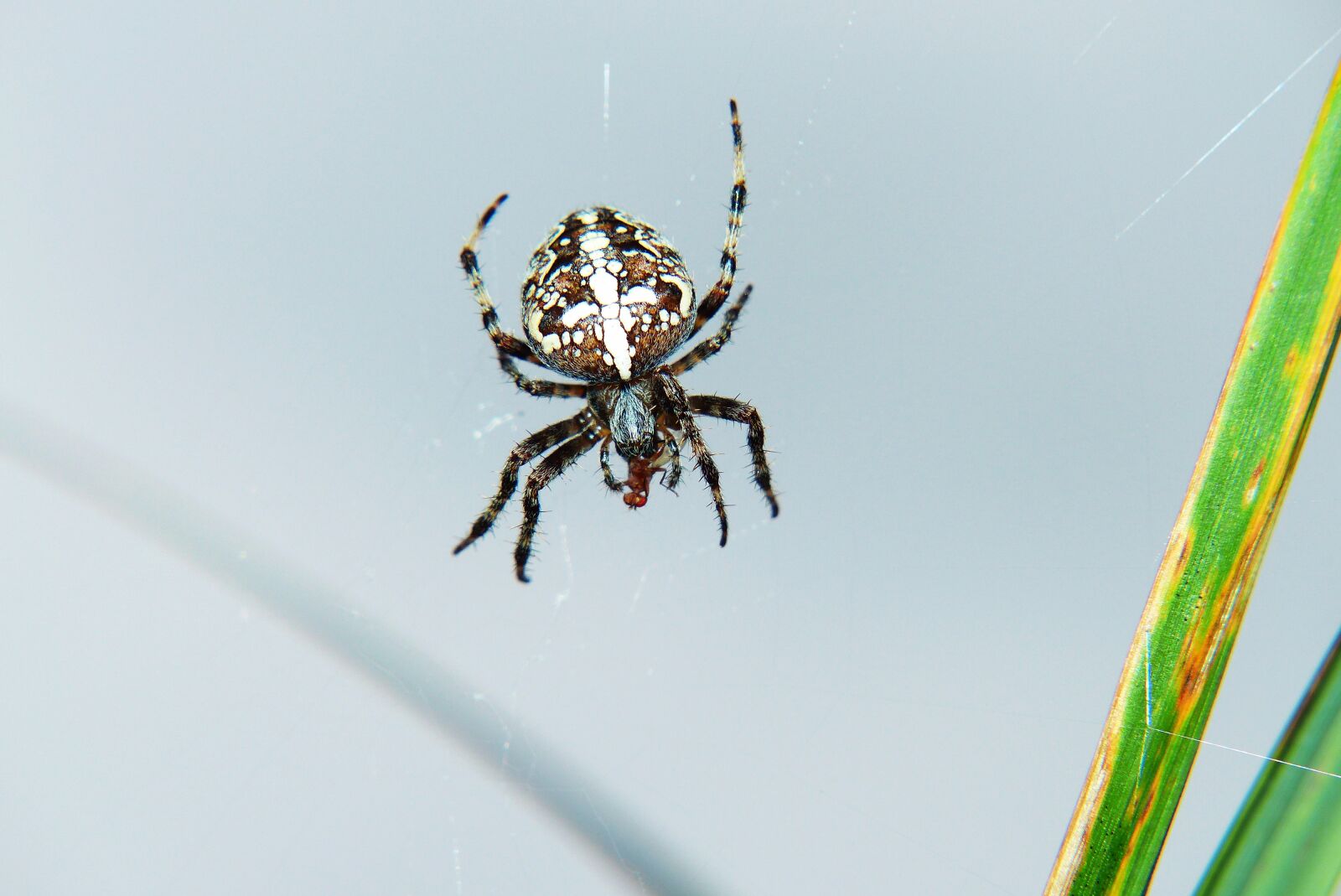 Panasonic Lumix DMC-FZ200 sample photo. Crusader garden, female, spider photography