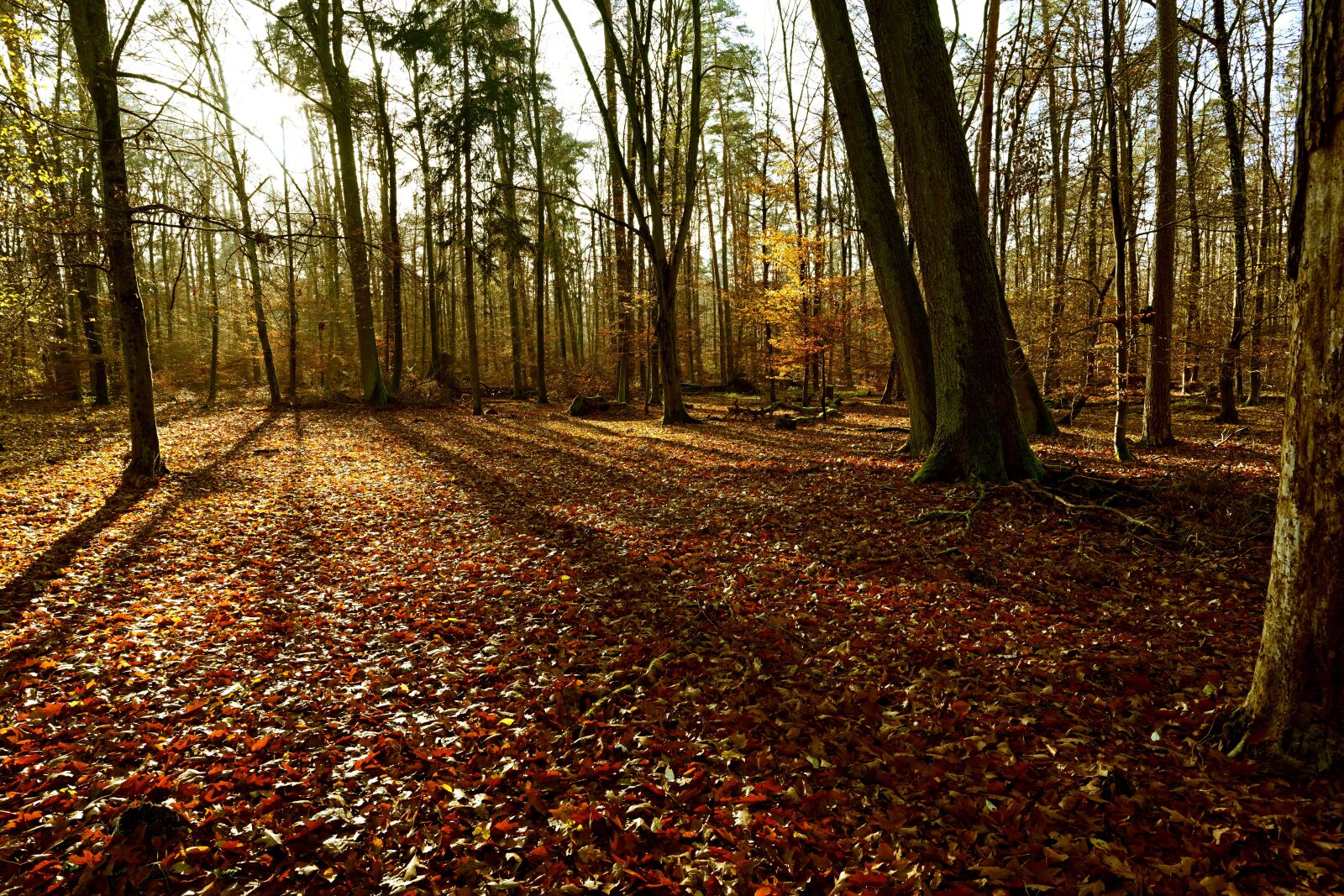 Nikon Z7 sample photo. Forest, autumn, nature photography