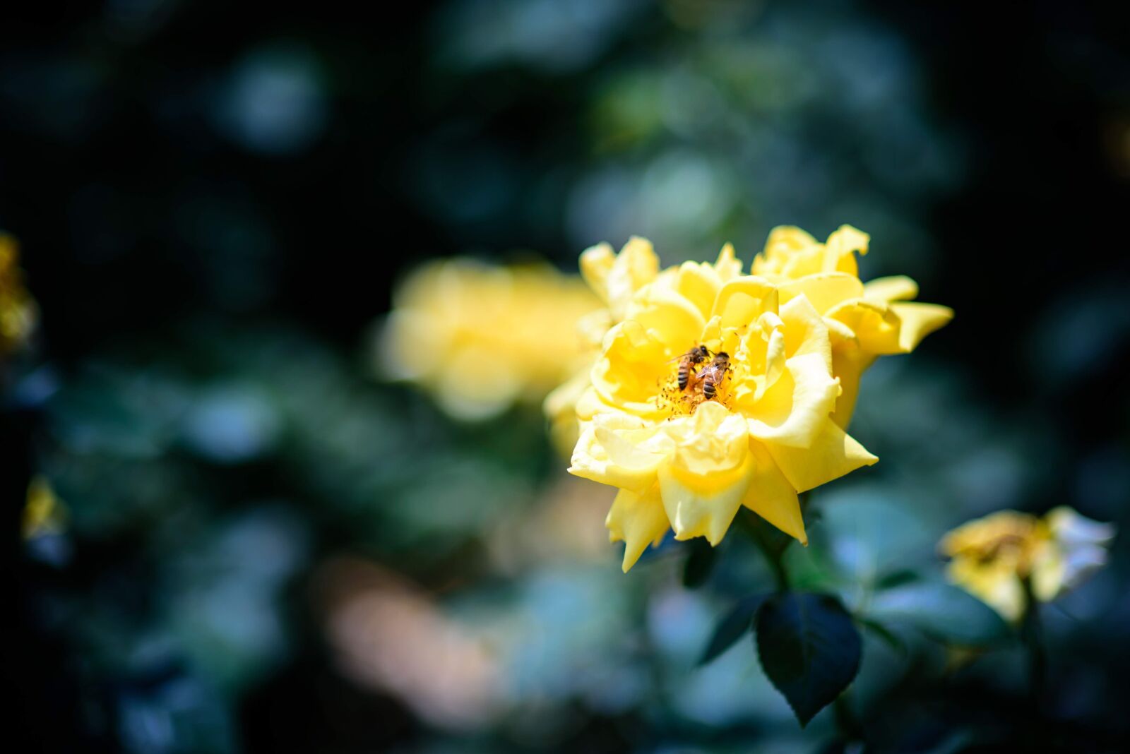 Nikon D750 sample photo. Flower, park, garden photography