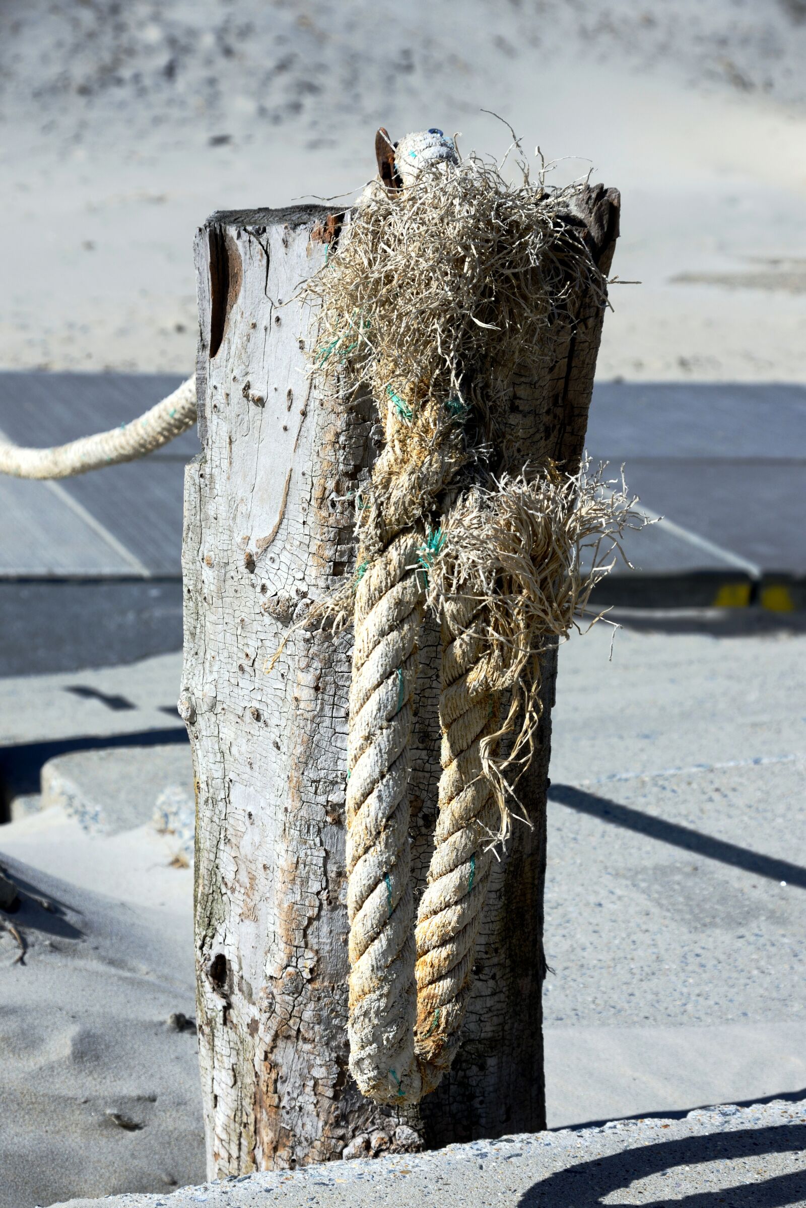 Nikon D610 sample photo. Post, rope, dew photography