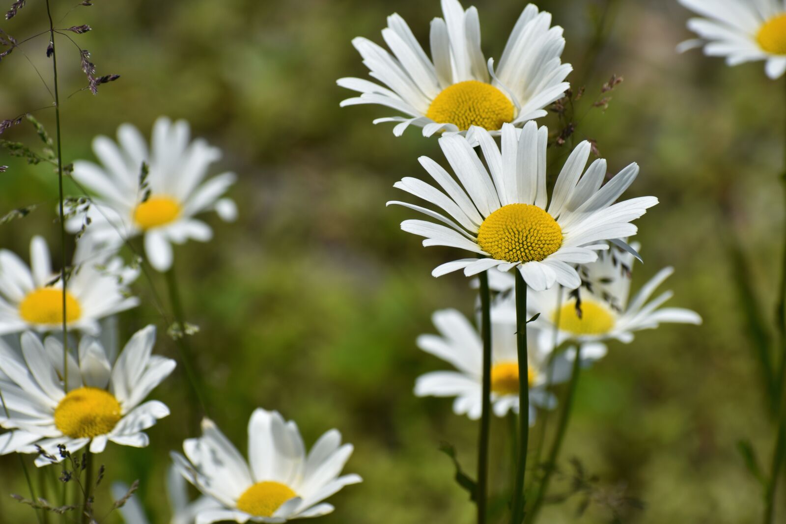 Nikon D7200 sample photo. Natural, landscape, plant photography