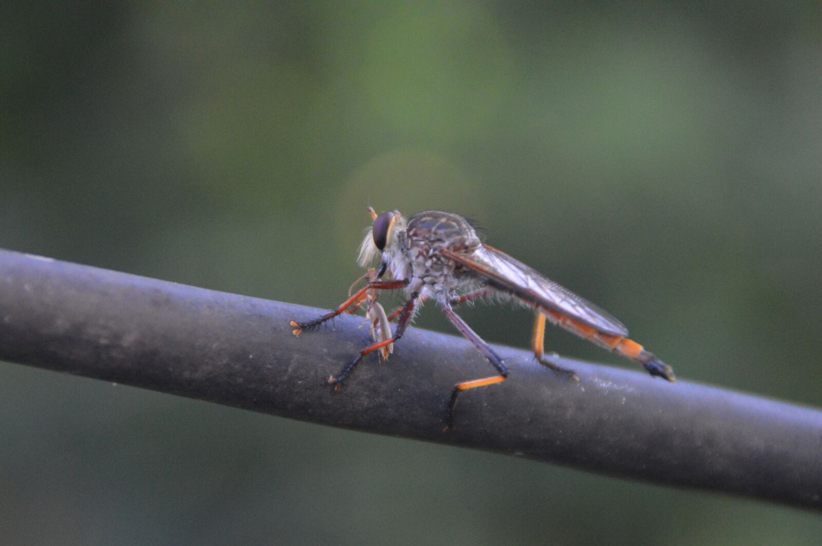 Nikon D3200 sample photo. Wildlife, animal, nature photography