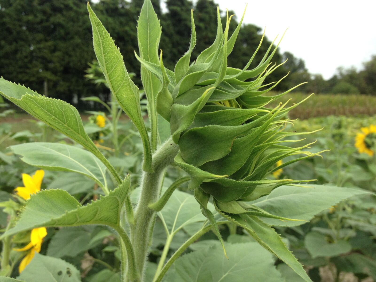 iPhone 4S back camera 4.28mm f/2.4 sample photo. Sunflower, flower, yellow photography