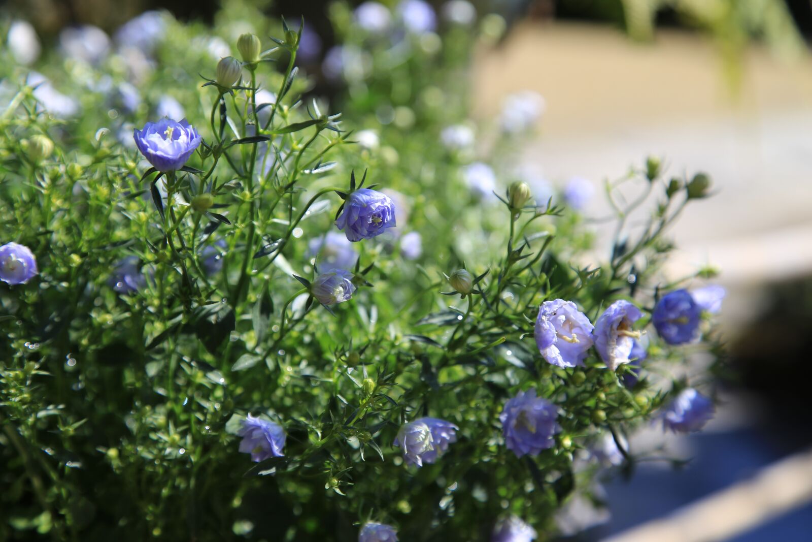 Canon EOS 6D + Canon EF 24-105mm F4L IS USM sample photo. Flowers, wildflower, plants photography
