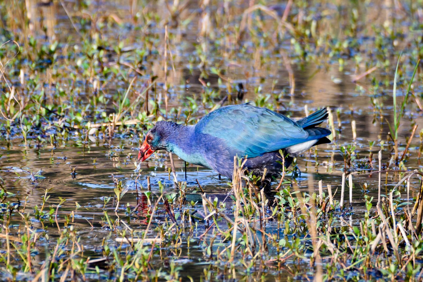 Nikon D7200 sample photo. Bird, lipstick, feather photography