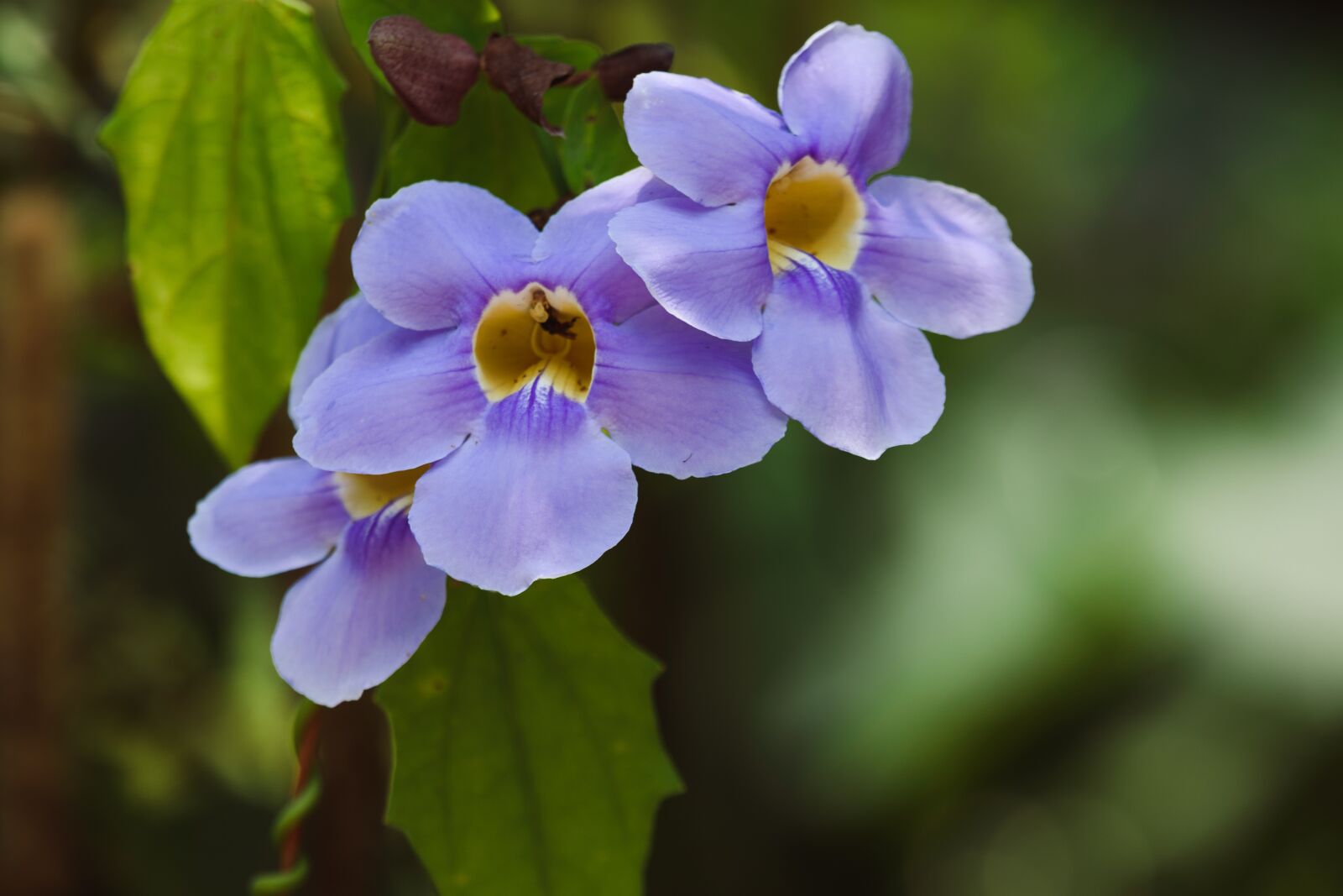 Nikon D5600 sample photo. Flowers, plane, violet photography