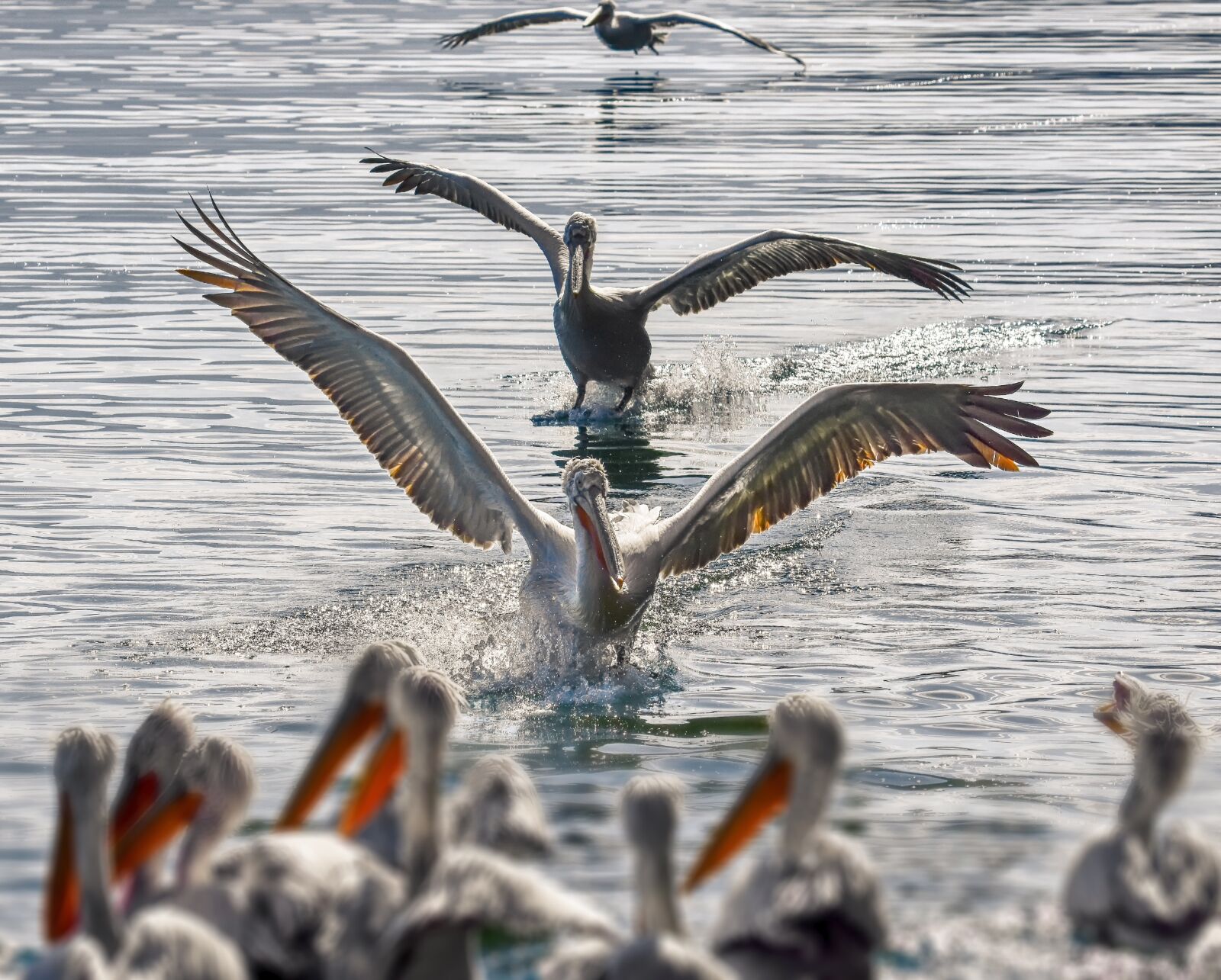 Nikon D7200 sample photo. Pelicans, birds, flights photography