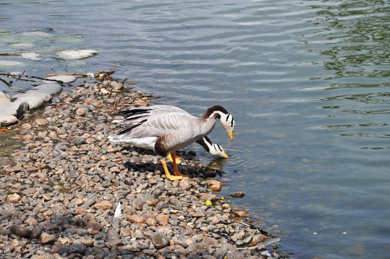 Nikon D5000 sample photo. Summer, birds, nature photography