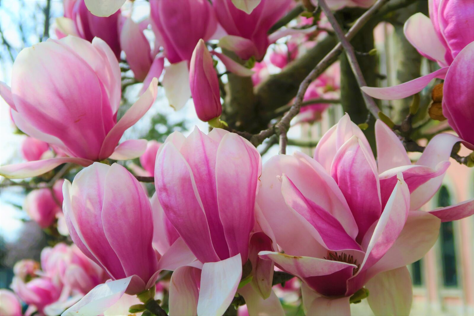 Canon PowerShot G7 X sample photo. Flower, magnolia, spring photography