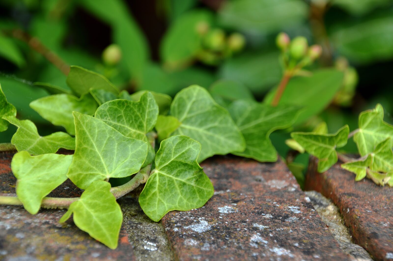 Nikon D3200 sample photo. Nature, ivy, foliage photography