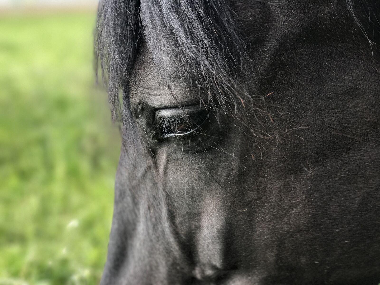 iPhone 7 Plus back dual camera 6.6mm f/2.8 sample photo. Horses, andalusians, pferdeportrait photography