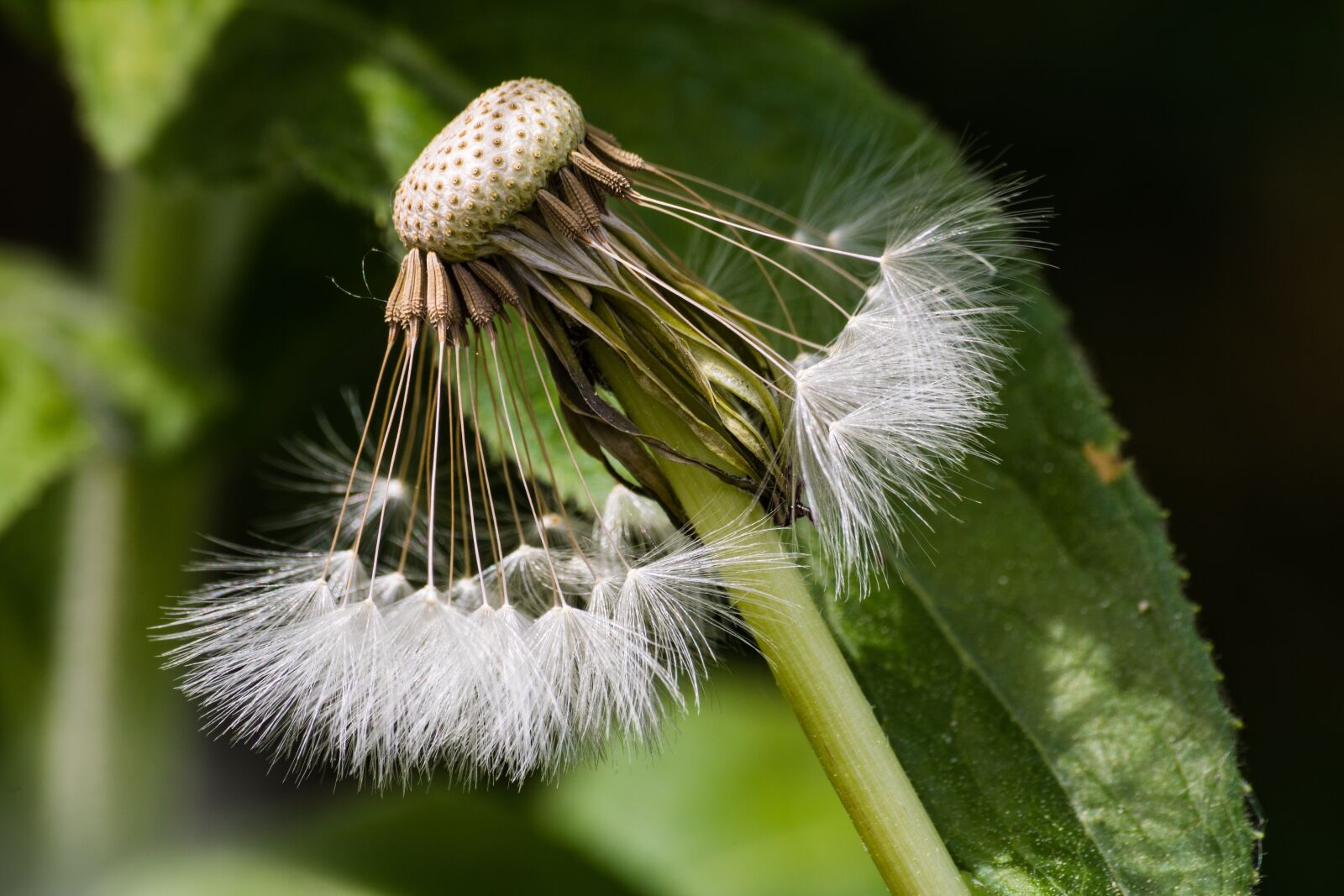 Canon EOS 750D (EOS Rebel T6i / EOS Kiss X8i) sample photo. Dandelion, seeds, natural photography