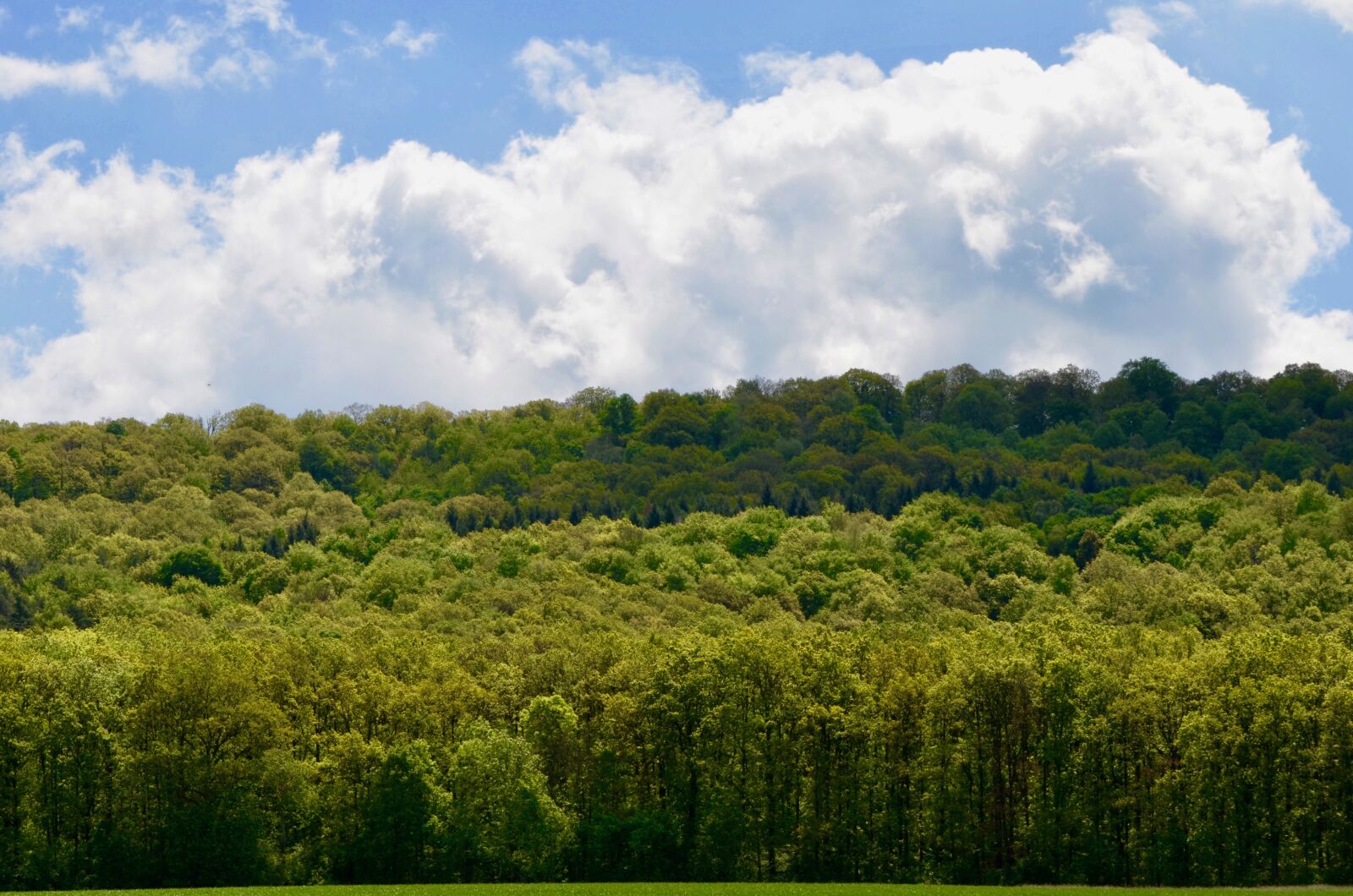 Nikon D5100 sample photo. Forest, deciduous forest, trees photography