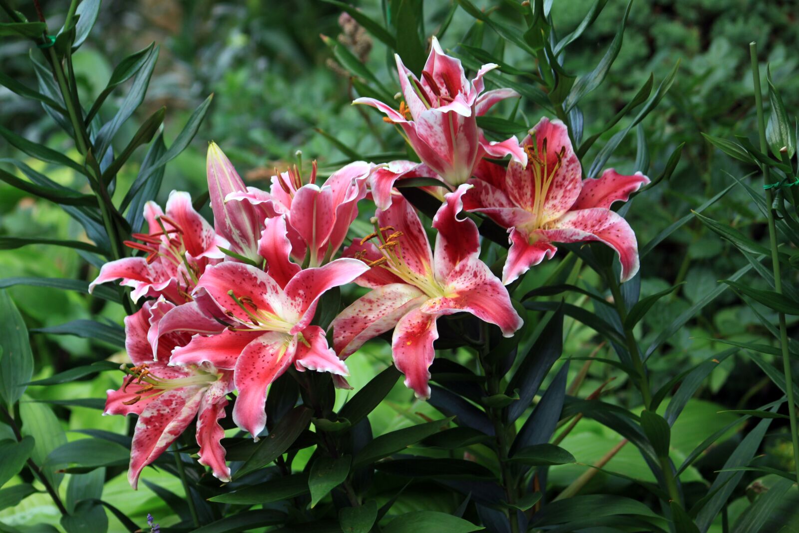 Canon EOS 50D sample photo. Lily, summer, flowers photography