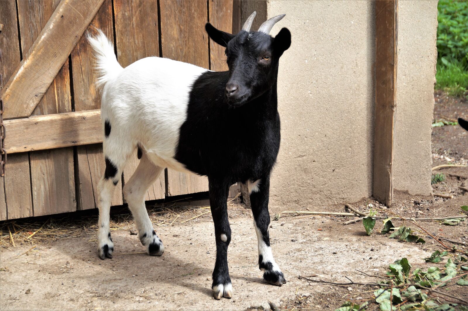 Sony SLT-A58 sample photo. Goat, 2-color, farmhouse photography