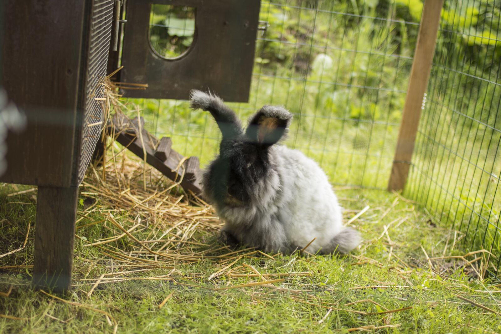 Canon EOS 70D + Canon EF 35mm F2 sample photo. Rabbit, bunny, farm photography