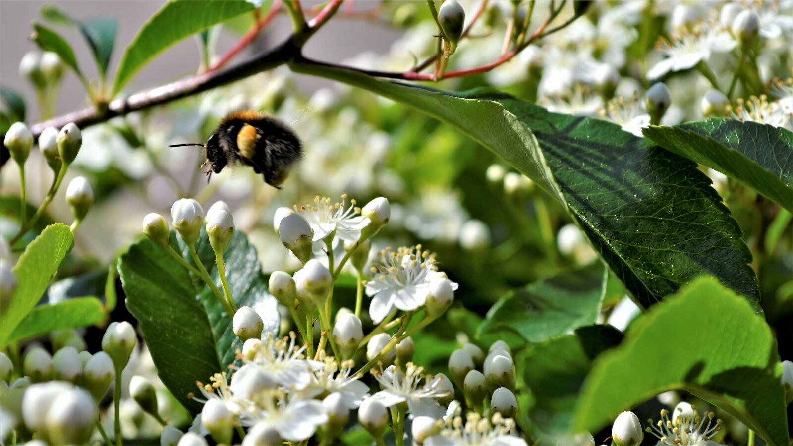 Nikon D5100 sample photo. Bumblebee, bloom, bug photography