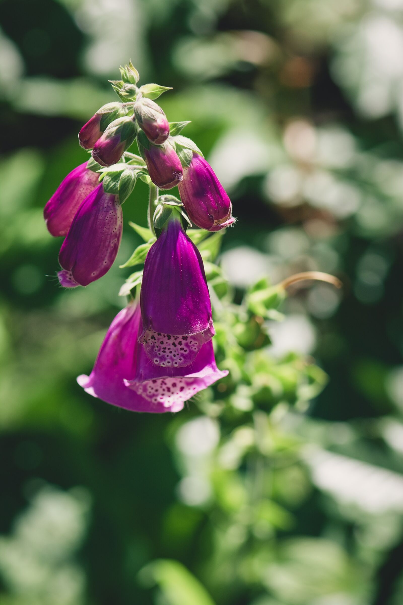 Nikon D7100 sample photo. Thimble, common foxglove, flowers photography