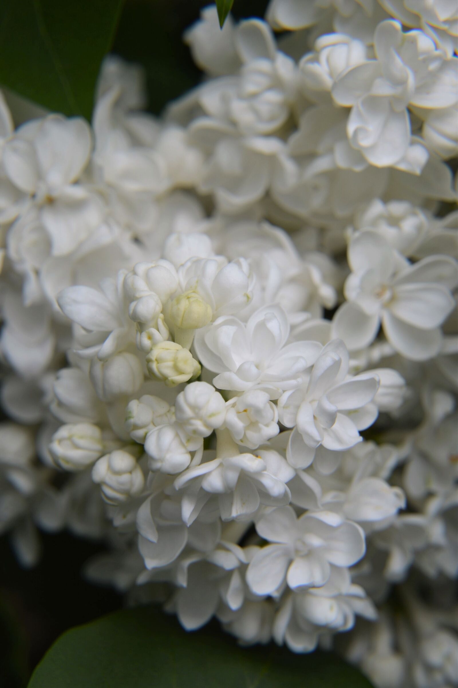 Nikon D3200 sample photo. Flower, plants, garden photography