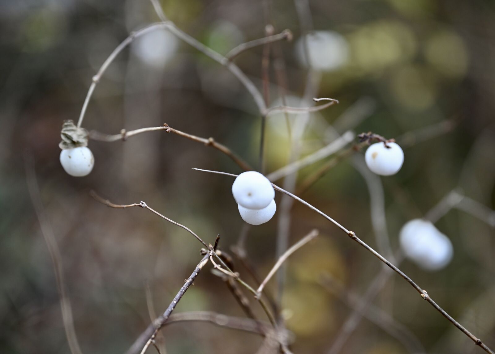 Nikon Nikkor Z 24-70mm F2.8 S sample photo. Flower, white, nature photography
