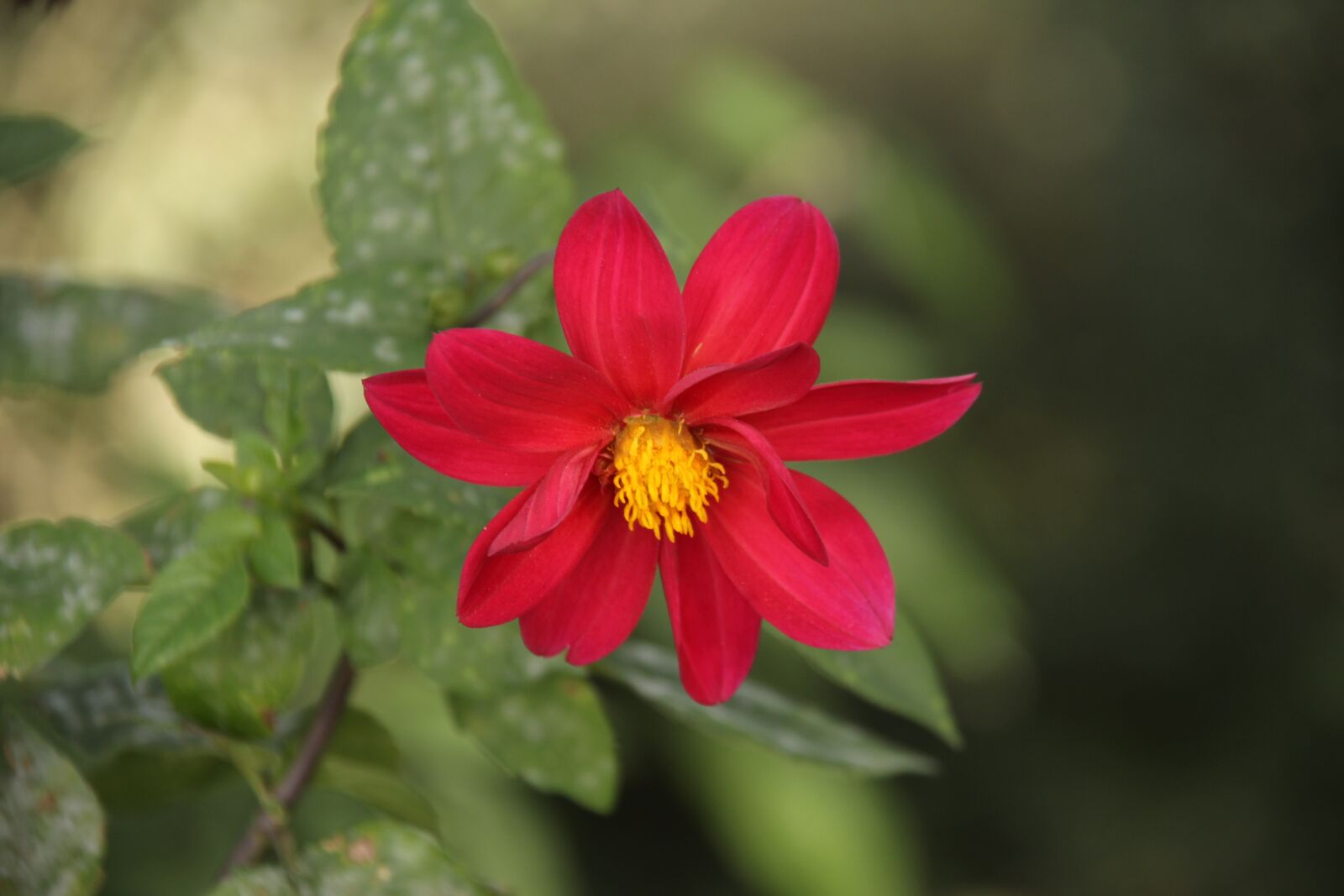 Canon EF-S 18-200mm F3.5-5.6 IS sample photo. Flower, pot, l photography