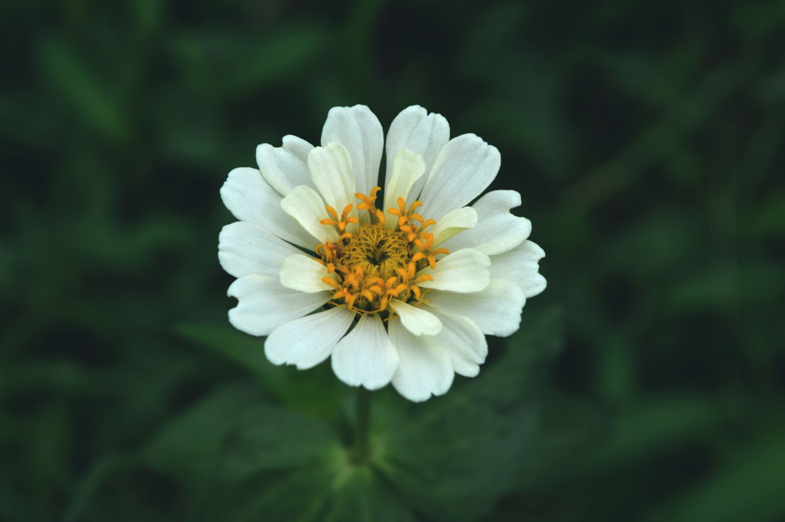 Nikon D3200 sample photo. White flower, aster, chrysanthemum photography