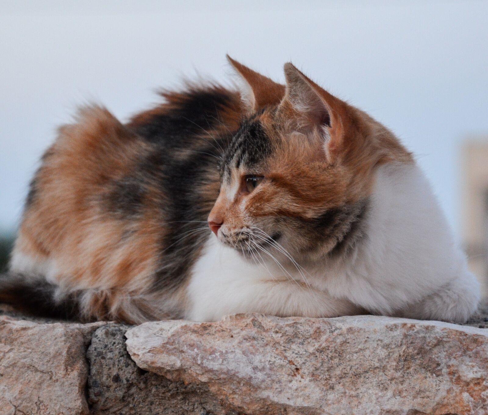 Nikon D5100 sample photo. Cat, animal world, rest photography