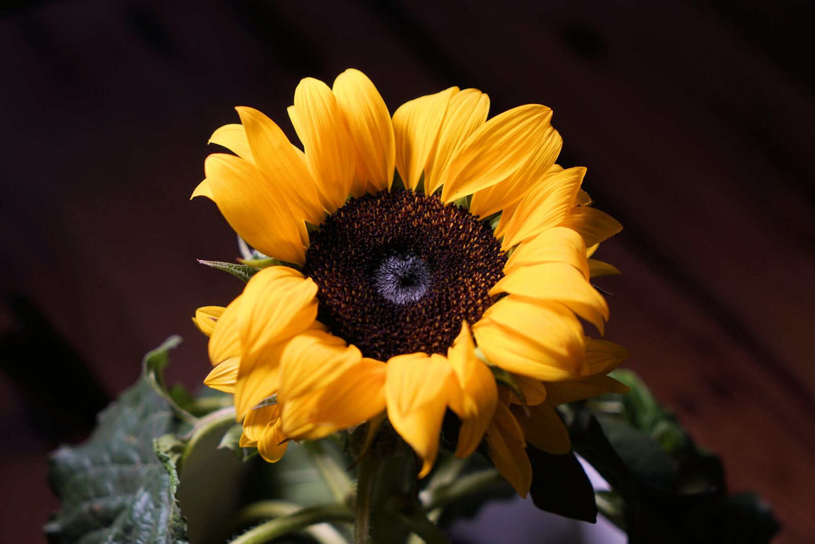 Sony Vario Tessar T* FE 24-70mm F4 ZA OSS sample photo. Sunflower, sun, flower photography