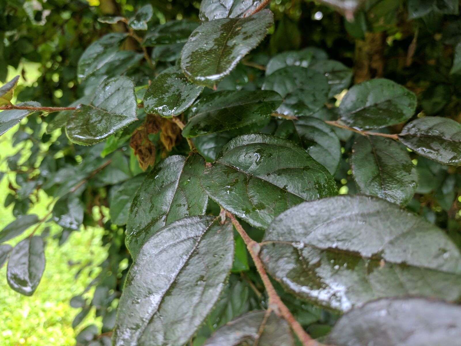 Google Pixel XL sample photo. Bush, leaf, leaves, nature photography